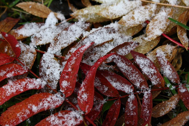 [snö2[4].jpg]