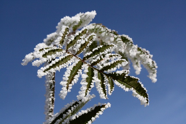 [frost[4].jpg]