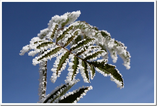 frost