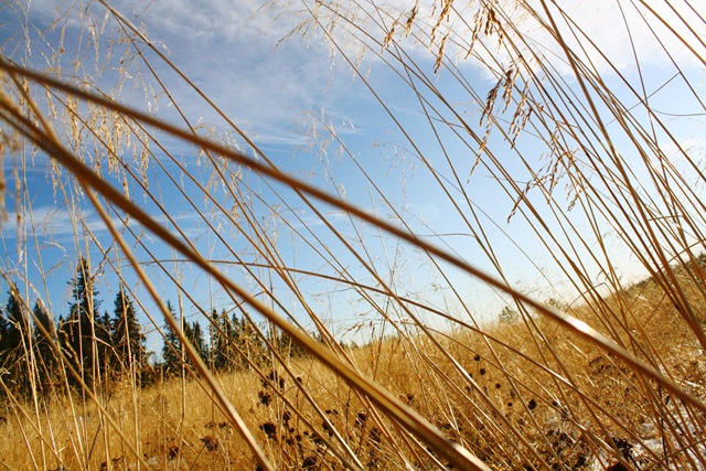 [dead grass[4].jpg]