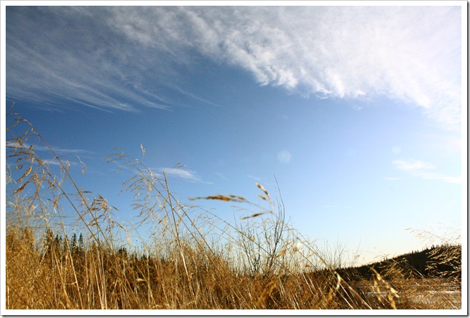 dead grass3