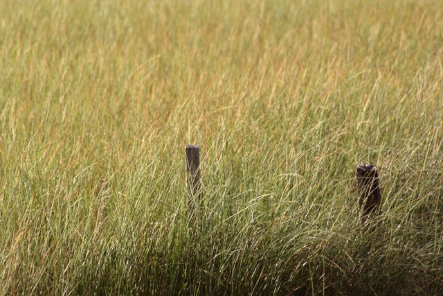 grass