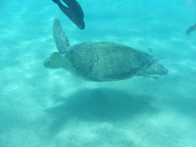 Marsa%20Shoni2%20-%20tortue.jpg