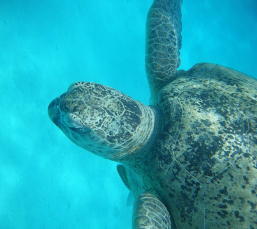 Marsa%20Shoni6%20-%20tortue.jpg