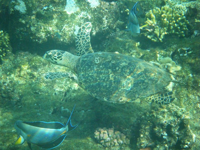 Reef%20sud1%20-%20tortue.jpg