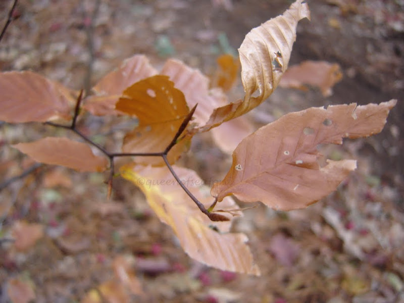 A brown leaf hanging from a tree branch. Beech leaf winter leaf