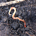 Planarian