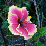 My Photos