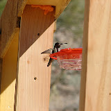 Hummer at feeder 2/27