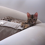 Macho - almost nap time
