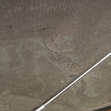 Snake through screen door 11/13