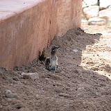 Baby Roadrunner