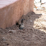 Baby Roadie's first day out of nest 8/28