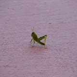 Cute buggie 9/27