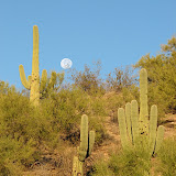 Saguaros and moon 11/4