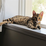 Our Window Kitty 3/26