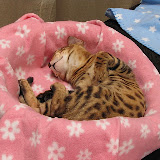 Macho resting 3/2