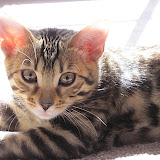 Niña the glamour girl 3/9