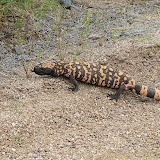 Gila monster -tongue out 4/16