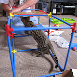 Niña helping Pops build 4/4