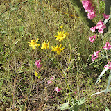 Unidentifed yellow flower 4/12