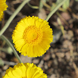 Desert Marigold 4/12