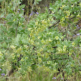 Unidentified flowering shrub close-up - AZ Trail - wash - 4/16