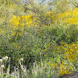 Wildflowers above rock wall 4/15