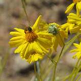 Bee on Brittlebush 4/15