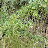 Unidentified flowering shrub, AZ Trail - wash - 4/16