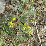 Bladderpod Mustard, AZ Trail 4/16