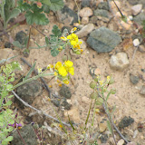 Bladderpod Mustard, AZ Trail 4/16