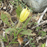 Desert Rosemallow - AZ Trail - 4/16