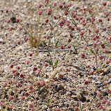 Unidentified, near new house, 4/25