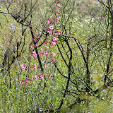 Parry's Beard tongue -Penstemon