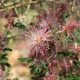 Fairy Duster close-up 4/15