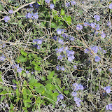 Cleftleaf Wildheliotrope 4/3