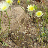 Unidentified tiny flowers beneath Yellow Compositacea - 4/18