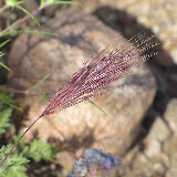 "Red Brome" desert grass  4/15