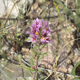 Owl's Clover close-up No. 2 4/15
