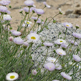 Purplish tint to Spreading Fleabane 4/16
