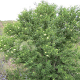 Arizona Rosewood, Tucson Wash 4/16