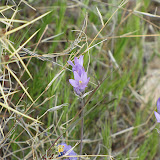 Dichelostemma capitatum – Bluedicks - AZ Trail 4/16