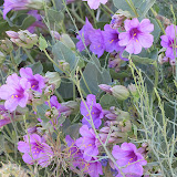Desert Four-O'Clock close-up 4/14