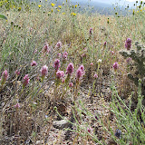 Purple Owl's Clover 4/15