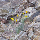 Poppies in rock wall 4/10