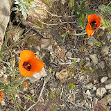 Desert Mariposa Lily - AZ Trail 4/16