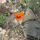 Mariposa - Oracle's AZ Trail 4/16