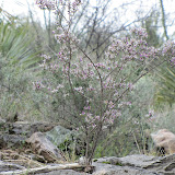 Dalea, Buehman Canyon 4/22