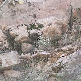 Unidentified daisies, Buehman Canyon 4/22